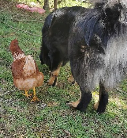 Ferienhaus In Mitten Der Natur. Muras